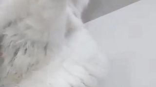 Funny Cats