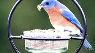 Beautifull bird