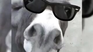DONKEY RAJA ????????????????.. Mazeed Achi Achi Video Dekhne Ke Liye Mere Chanel Ko Subscribe Krin Shukriya ..