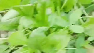Farm fresh turnips