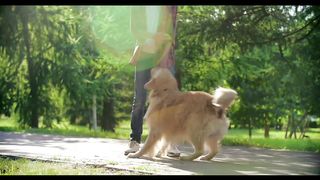 Dog barking and playing.cats sounds