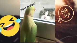 Funny Animal Video #Cats #Peekaboo