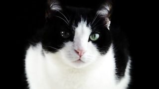 Cats free stock videos