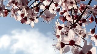 Flower Blooming