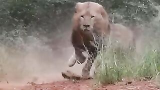 King of the jungal