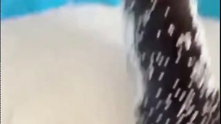 cat reaction