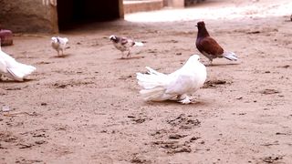 aseel desi pigeon