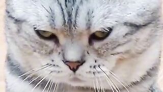 cute animal