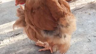 Heavy kuchan  murgi real video