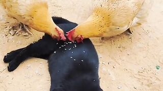 Hens Eating