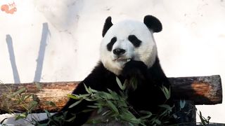 Animals loved by humans - Elephants, dogs, cows, pigs, penguins - Animal moments #5