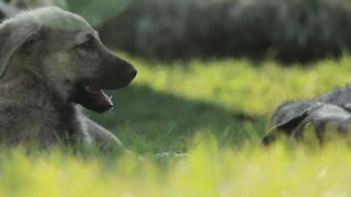 Dogs are playing | Animals videos | Animals sounds | HZK