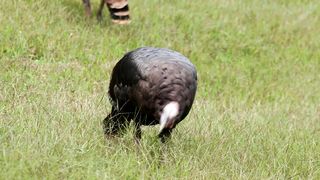 parrow the very beautiful bird