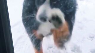 Angry Dog