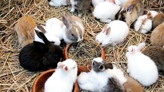 Cute Rabbit short video