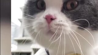 cats hi cat