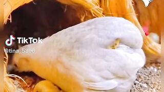 Cute chick eating