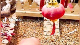 Quails