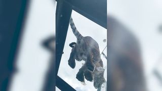 Tiger Poops Directly On Top Of Zoo Goers In Unique Enclosure Design