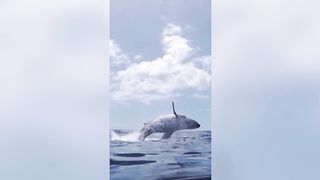 Whale-y Impressive Footage Of The Largest Beast Breaching and Diving