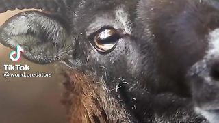 Markhor