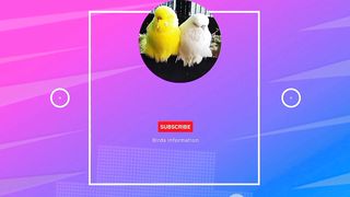 Birds Care Tips