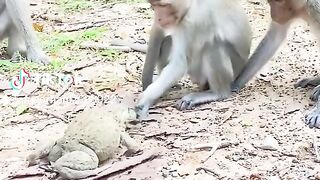 Monkeys