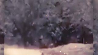 Lion vs Leopard hunting