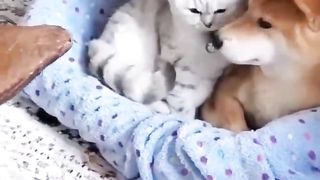 Cat and Dog friendship