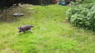 Cat playing beautiful seen