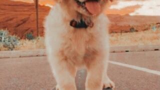 Cute Puppy video|Aesthetic Video|Dogs
