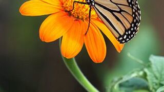 BUTTERFLY AESTHETIC VIDEO
