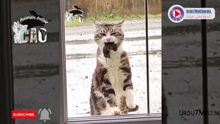 Cute cats, rabbits and dogs