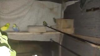 My Colony Progress Yazdan Aviary