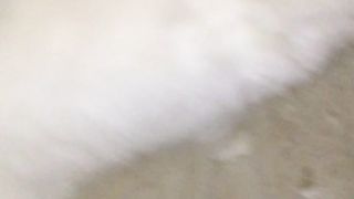 Beautiful cat
