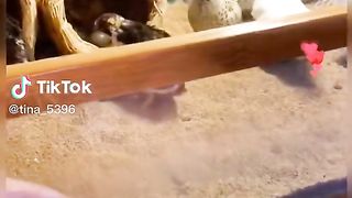 Quails farming