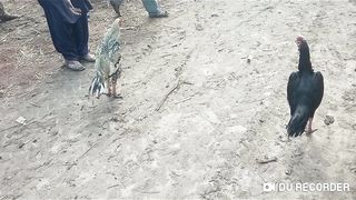 Murgha fight aseel 2023