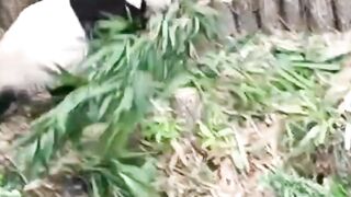 Panda????????????