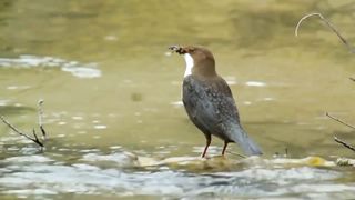 Beautiful birds
