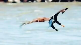 Eagle attack