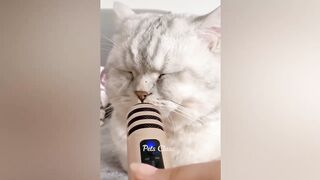 Funniest Animals 2023 ???? Funny Cats and Dogs Videos ????????