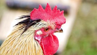 golden beautiful cock
