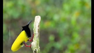 Beautiful birds with relaxing sound