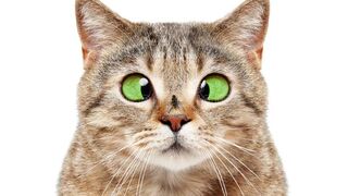 New Cute Funny Cat & Pets Videos 2023