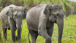 Elephants