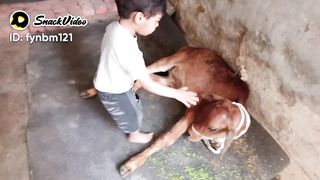 True love with animals
