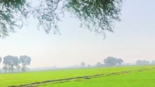 Fields