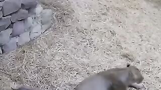Lion Cub