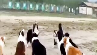 The dogs are playing football