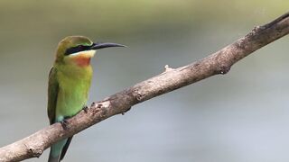 green beautiful bird
